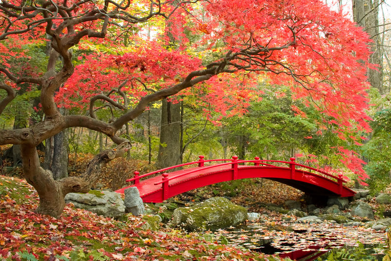 美丽的日本花园和红桥