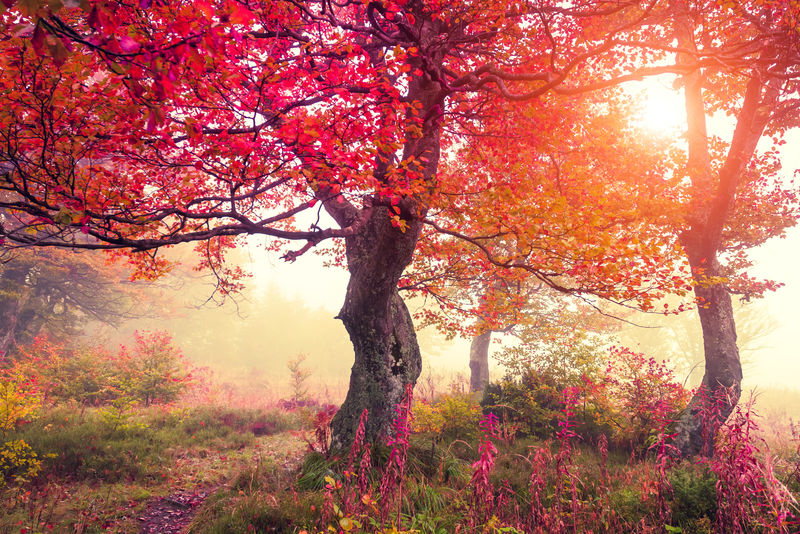 雄伟的景色-森林中有秋树-喀尔巴阡-乌克兰-欧洲-美丽世界-复古过滤-调色效果