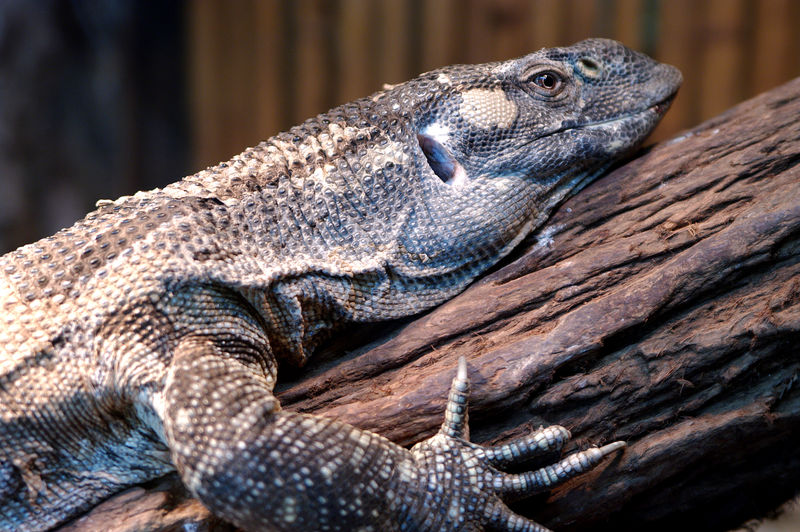 蕾丝Goanna（Varanus varius）或蕾丝监控器。