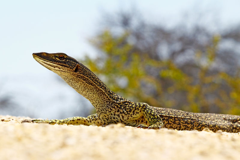 澳大利亚戈安娜（Varanus varius）。