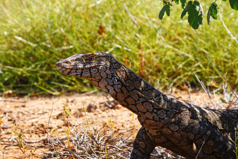 澳大利亚Goanna/Lace监测仪（Varanus varius）。