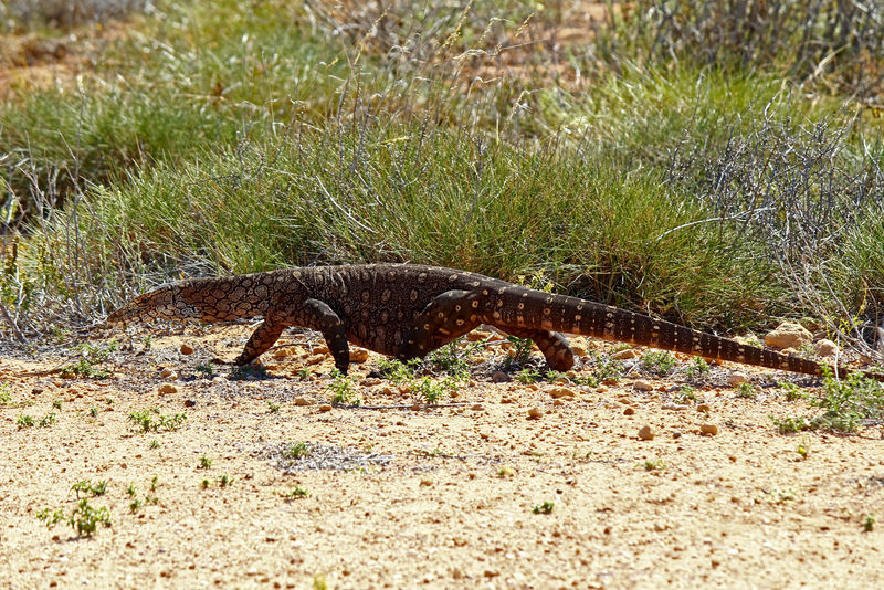 澳大利亚Goanna/Lace监测仪（Varanus varius）。Gouldii，野生动物。