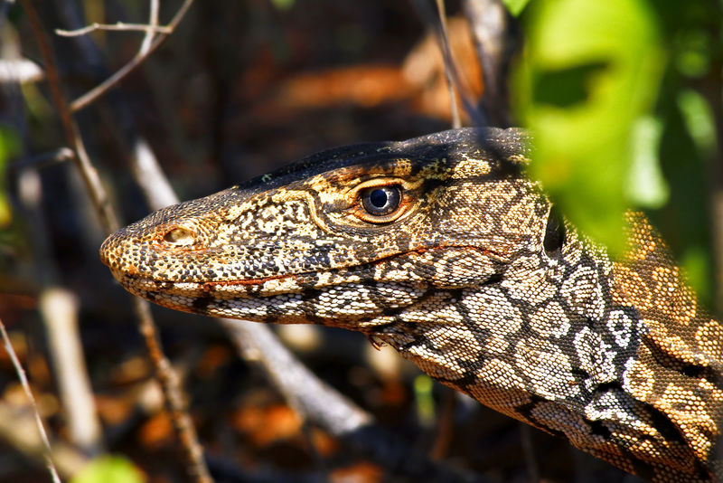 澳大利亚Goanna/Lace监测仪（Varanus varius）。野生动物，异国情调。