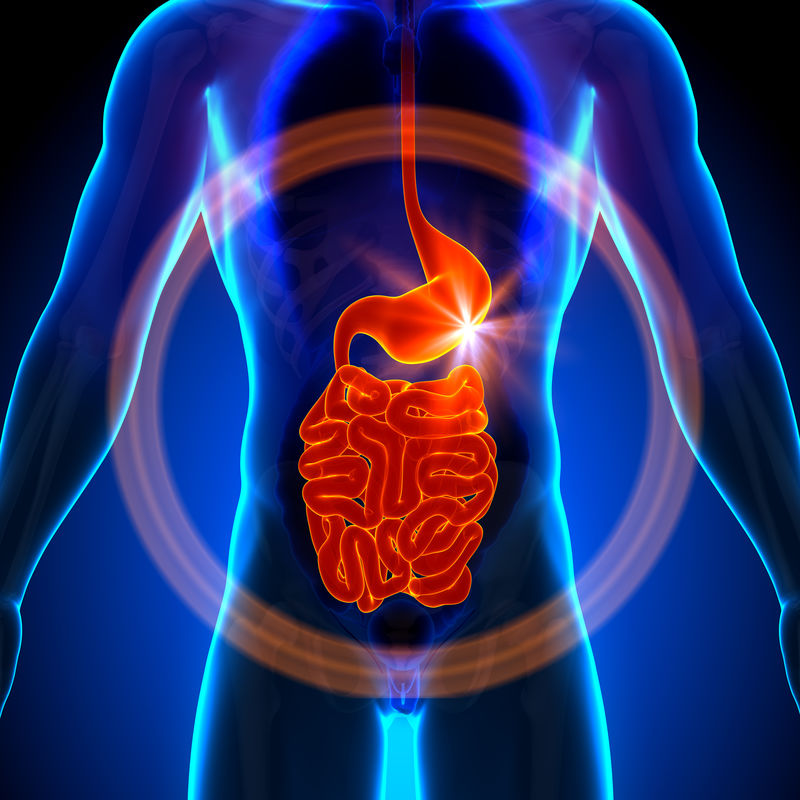 胃、肠、小肠-男性人体器官解剖