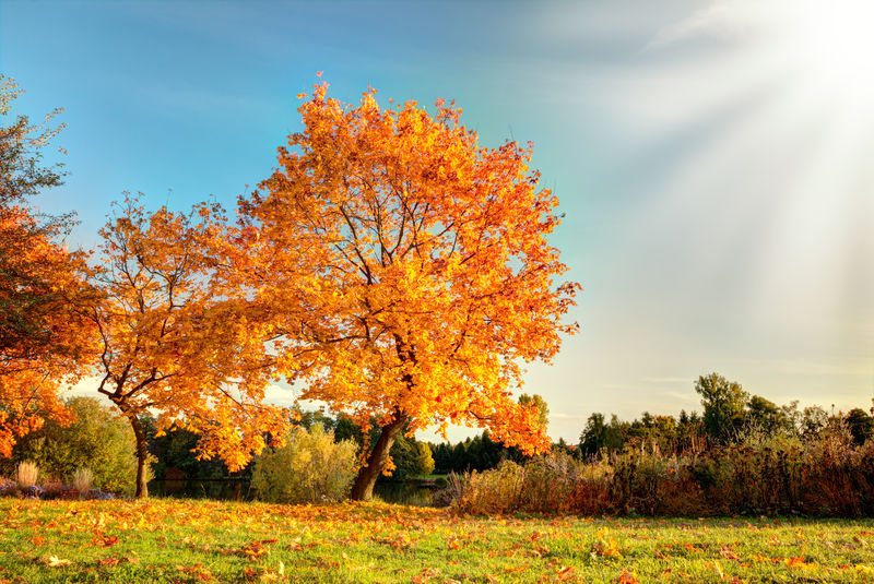 树叶干燥-阳光明媚的秋景