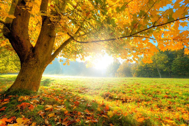 树叶干燥-阳光明媚的秋景