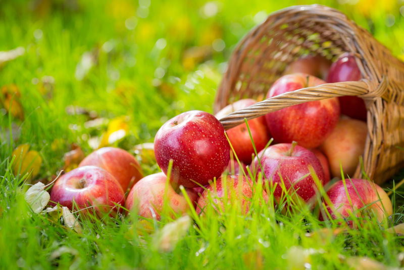 秋天户外的水果和鲜花-感恩节概念