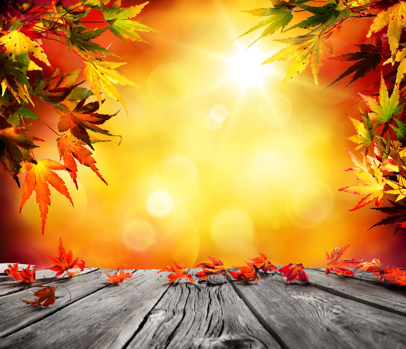 秋天背景，木板上有红色的落叶