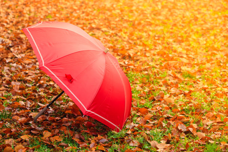 秋天公园里的红色雨伞在树叶地毯上。