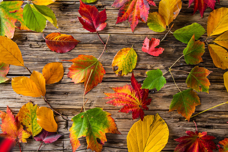 五彩缤纷的秋天背景和树叶