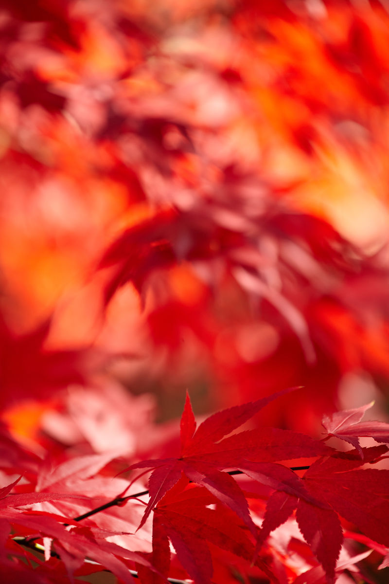 红叶，秋天的概念