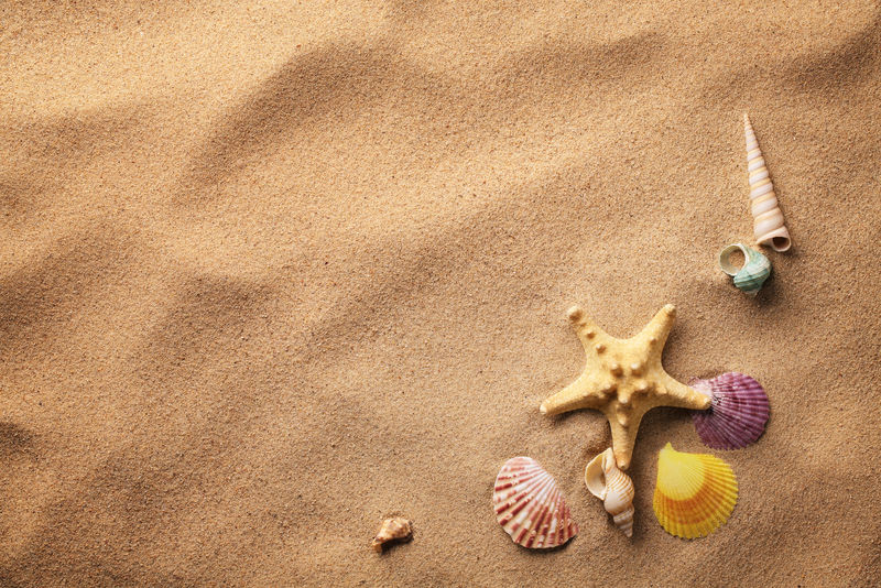 seashells是砂海滩