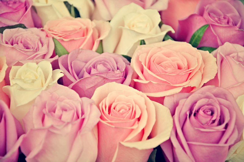 粉红色和白色玫瑰背景-浅景深-复古旧货Instagram过滤器