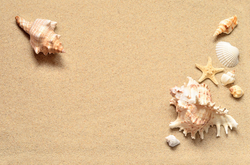 夏日海滩-沙滩上的贝壳