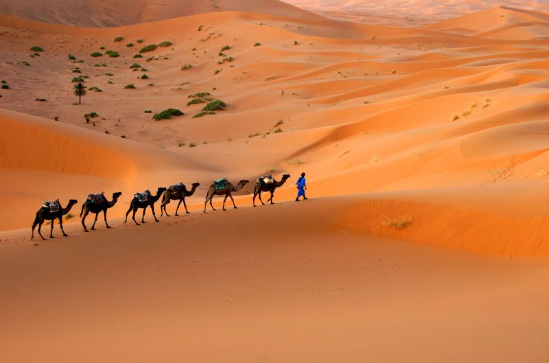 驼队穿越撒哈拉沙丘-摩洛哥