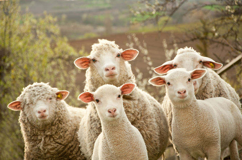 一群人中的羊转身去看摄影师