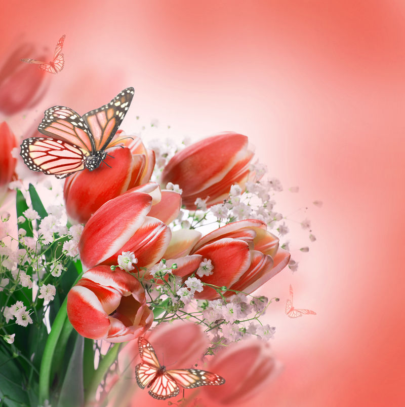 红色郁金香-绿草和蝴蝶
