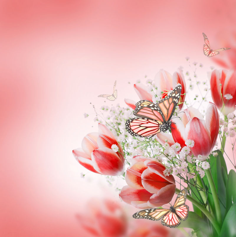 红色郁金香-绿草和蝴蝶