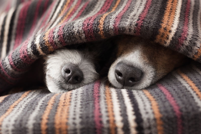 两条相爱的狗在床上的毯子下睡在一起