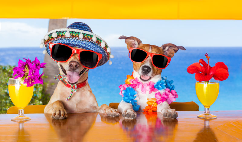 在一个有海景的海滩俱乐部聚会上-两条有趣的狗在酒吧里喝鸡尾酒