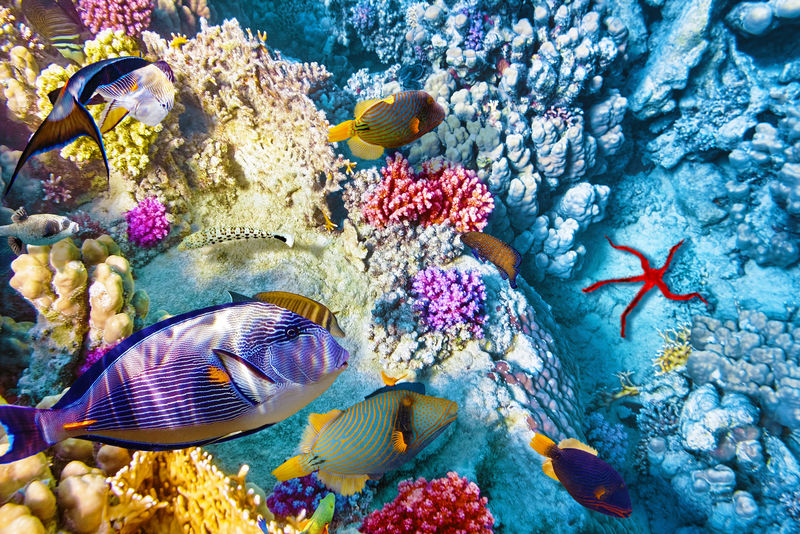 美丽而美丽的海底世界-珊瑚和热带鱼