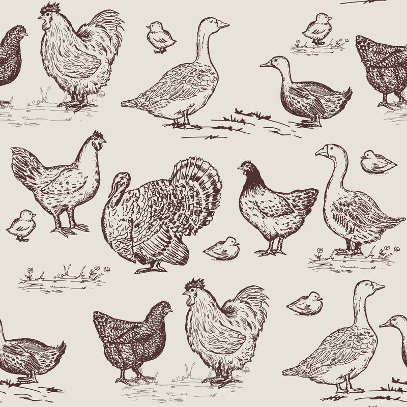 农禽无缝图案。鸡、鹅、鸭、火鸡、猪