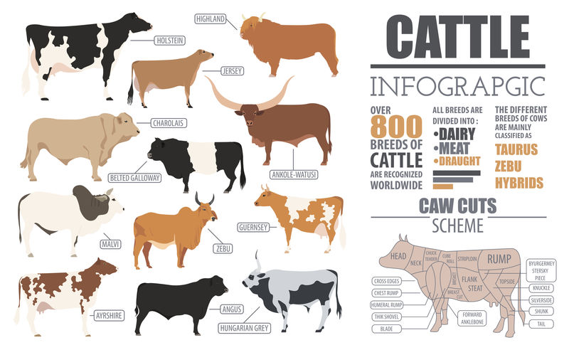 养牛信息图模板。平面设计