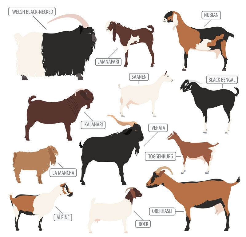 山羊品种图标集。畜牧业。平面设计