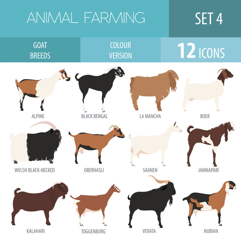 山羊品种图标集。畜牧业。平面设计