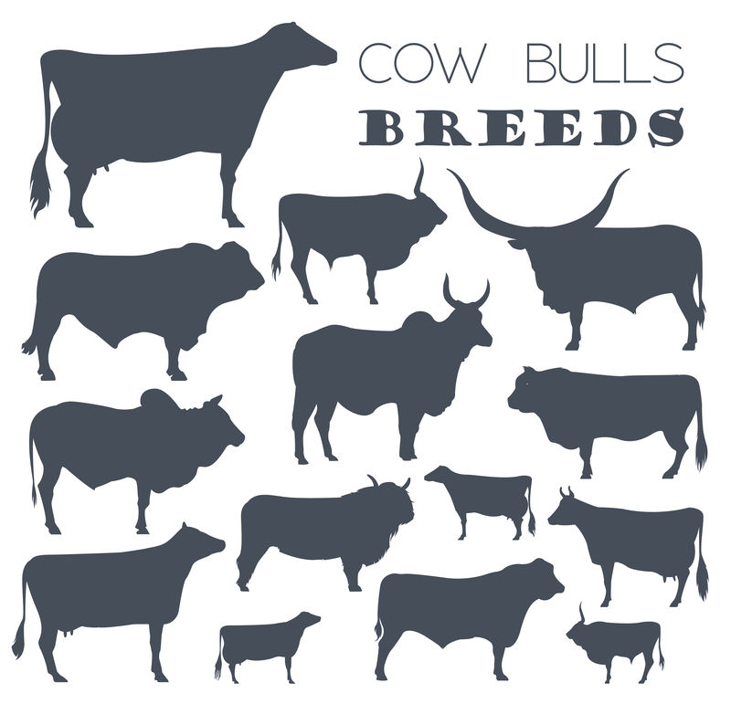 养牛。奶牛，公牛品种图标集。平面设计