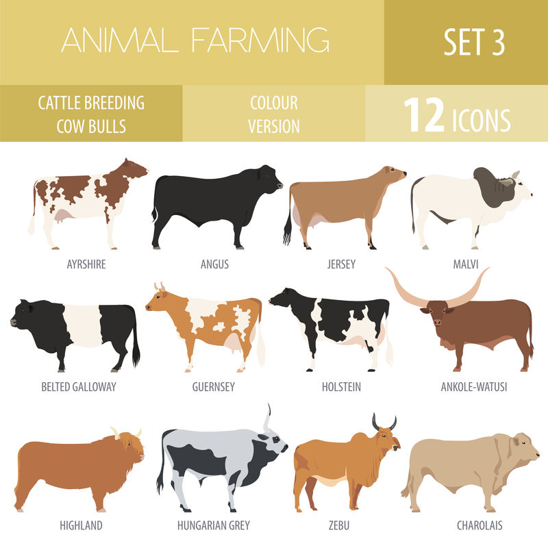养牛。奶牛，公牛品种图标集。平面设计