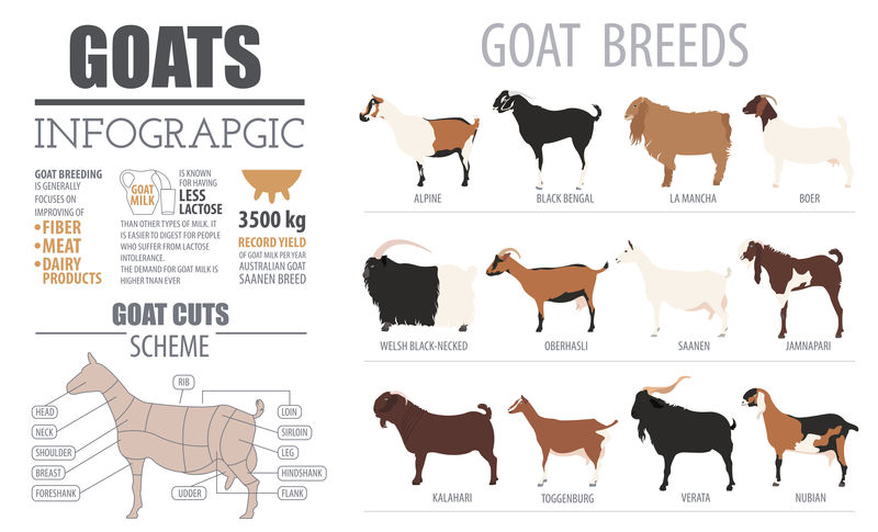 山羊品种信息图模板。畜牧业。平面设计
