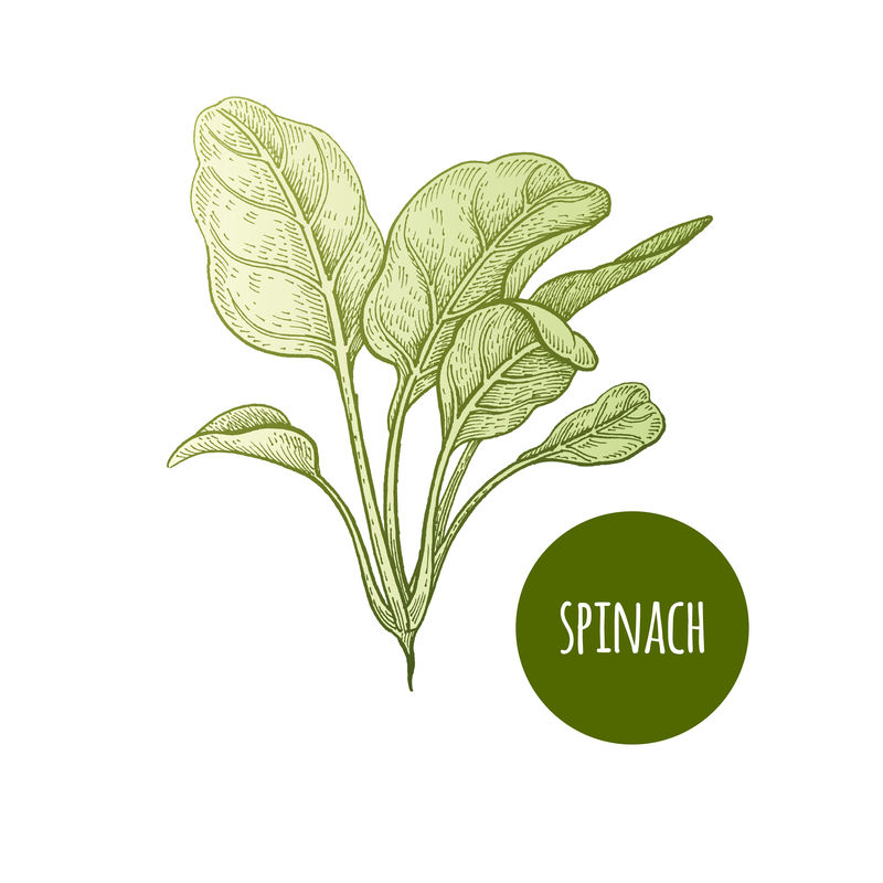 莴苣菠菜-白色背景下的植物-矢量图-手绘风格复古雕刻-绿色植物-用于制作菜单、食谱、装饰厨房用品-酿造的