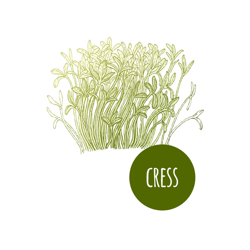 生菜水芹-白色背景下的植物-矢量图-手绘风格复古雕刻-绿色植物-用于制作菜单、食谱、装饰厨房用品-酿造的