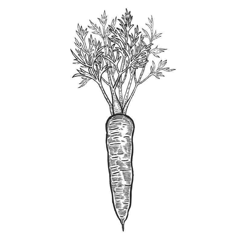 手绘胡萝卜蔬菜。