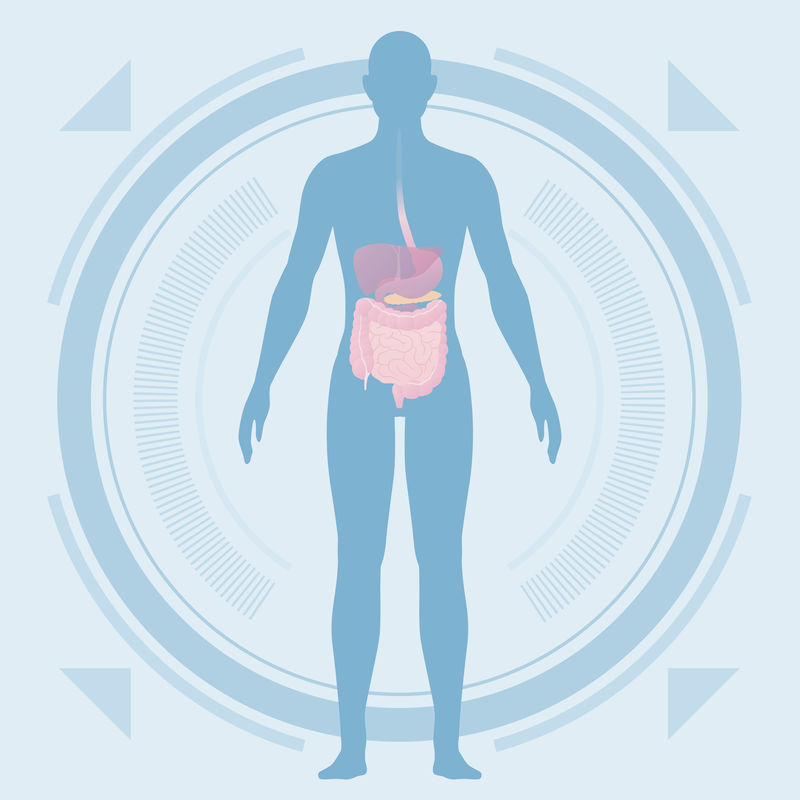 医学界面-人体全身和消化器官-向量图