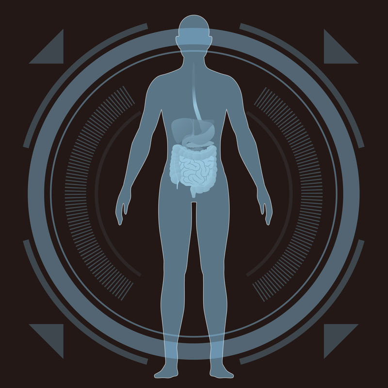 医学界面-人体全身和消化器官-向量图