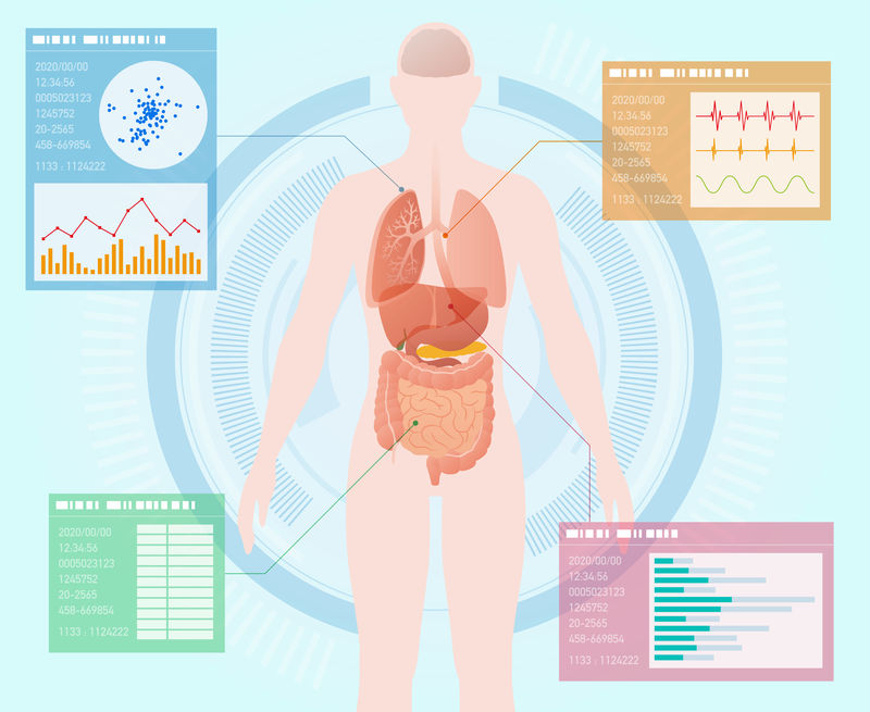 医学界面-人体消化器官-向量图
