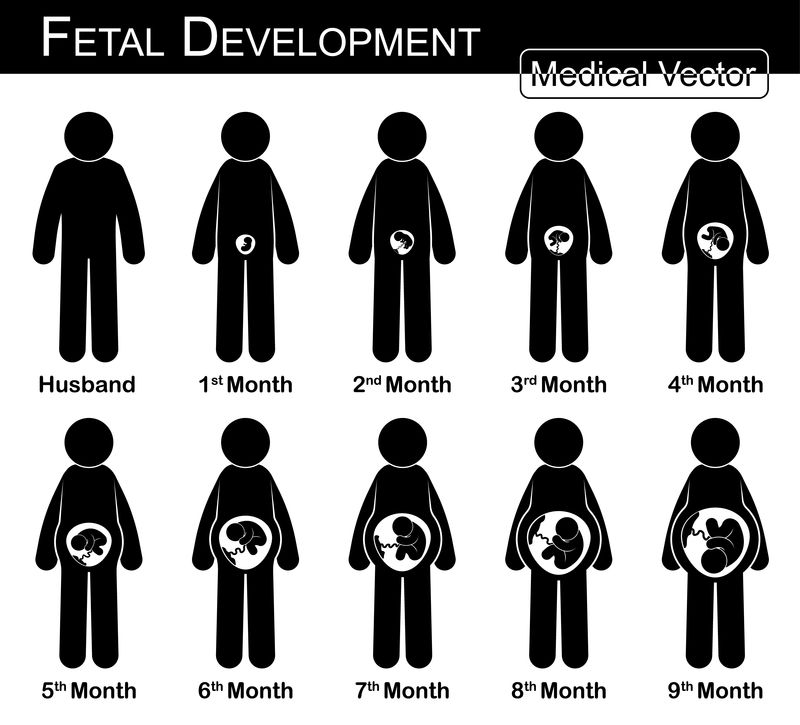胎儿发育（孕妇和胎儿在子宫中生长）（逐步）（医学、科学和保健概念）（夫妻概念）（平面、黑白设计）