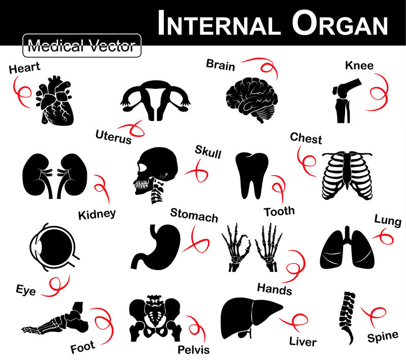 内部器官图标（心脏、子宫（子宫）、大脑、膝盖、肾脏、头骨、颈部、牙齿、胸部、眼睛、胃、手、肺、脚、骨盆、肝脏、脊柱）（医学和科学图标）