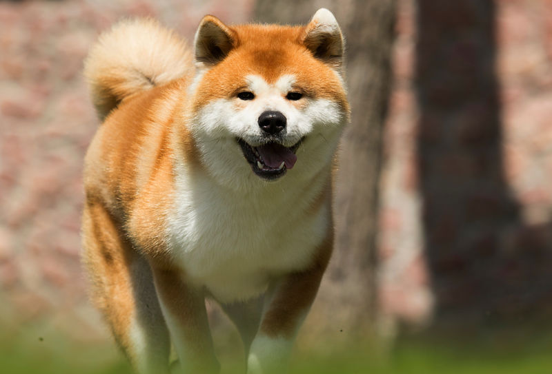 日本秋田犬散步