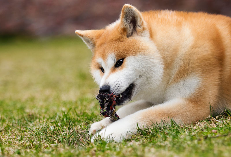 日本秋田犬散步