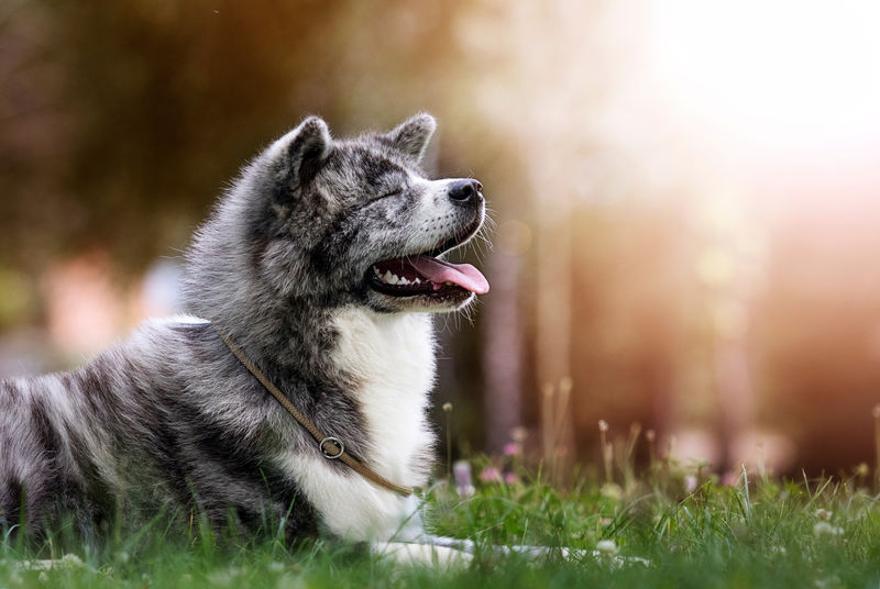 绿草上的日本秋田犬