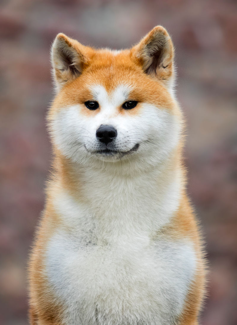 日本秋田犬散步