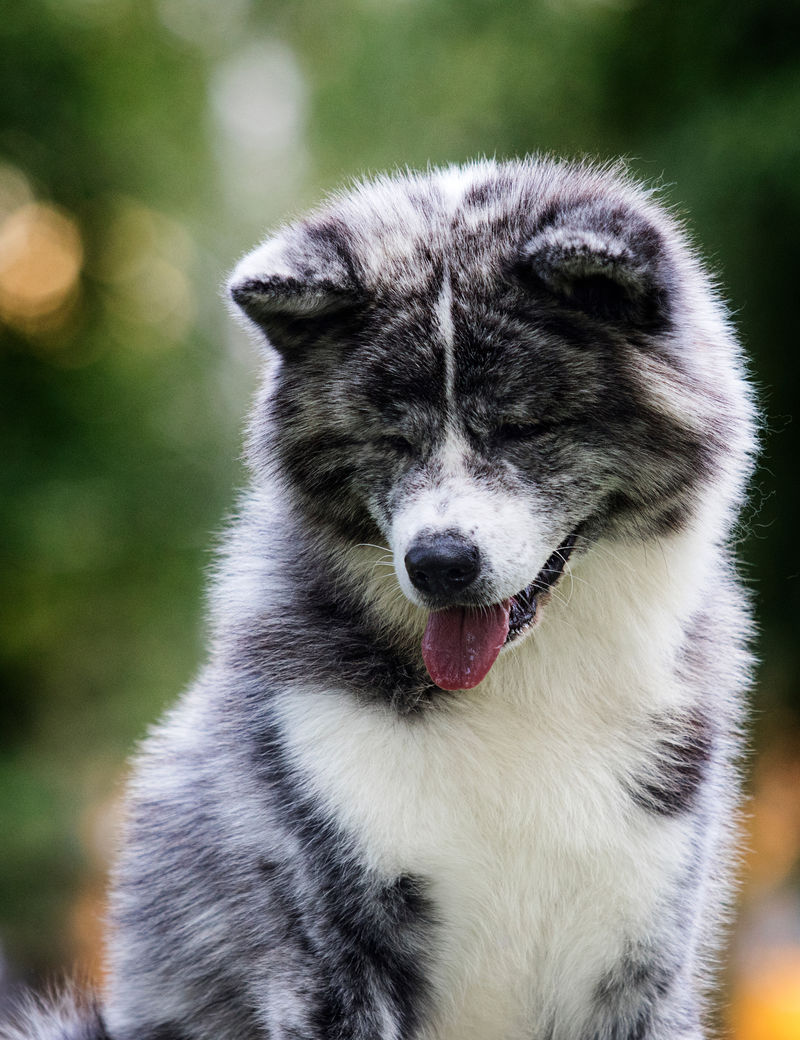 绿草上的日本秋田犬