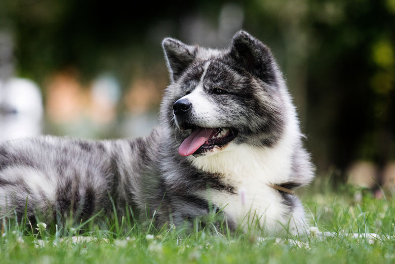 绿草上的日本秋田犬