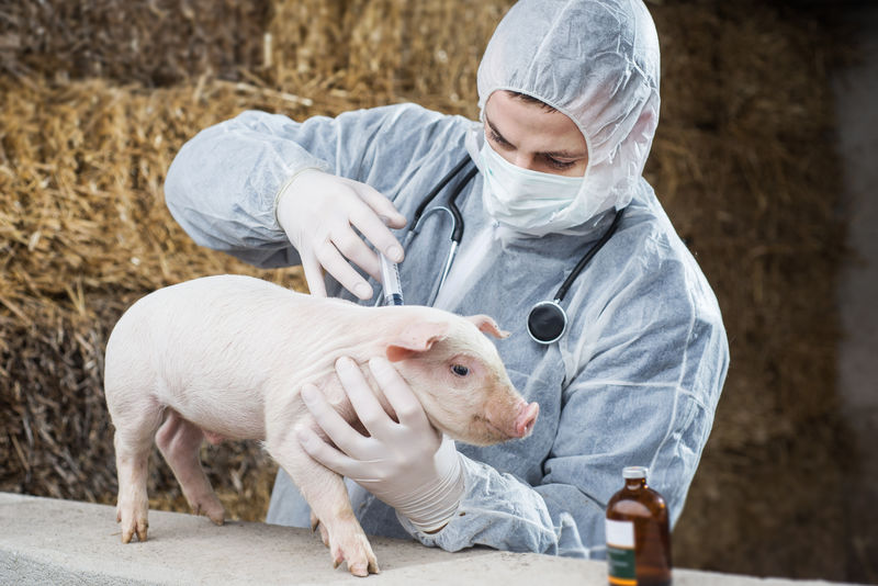 兽医给小猪注射疫苗