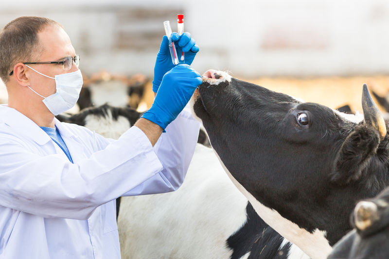 兽医在牧场的奶牛上检查动物