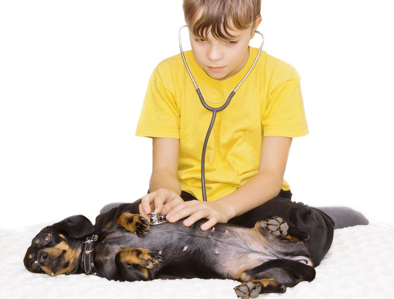 扮演兽医的男孩-对宠物的照顾和关心