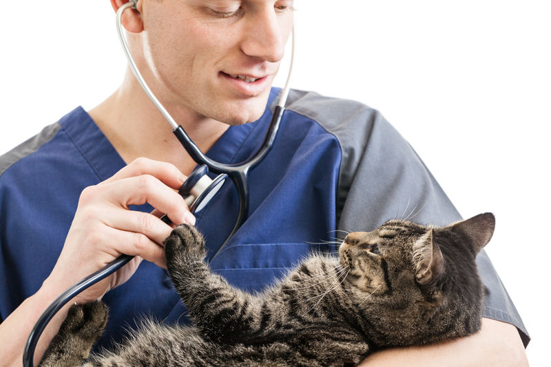 兽医用白底听诊器检查一只斑猫